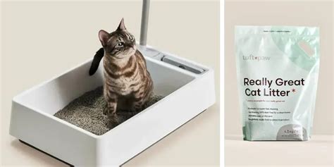 Best Tofu Cat Litter — Pooping in Peace.